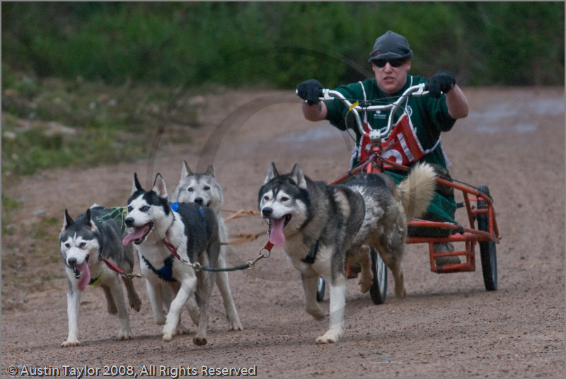 Dog Sled Team competing in the 25th Anniversary Siberian Husky Club of Great Britain Aviemore Sled Dog Rally 2008