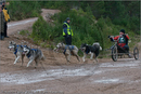 Dog Sled Team competing in the 25th Anniversary Siberian Husky Club of Great Britain Aviemore Sled Dog Rally 2008
