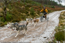 Mushers and dog teams at the 25th Anniversary Siberian Husky Club of Great Britain Aviemore Sled Dog Rally 2008