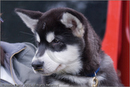 Malamute pup at the 25th Anniversary Siberian Husky Club of Great Britain Aviemore Sled Dog Rally 2008