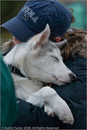 Husky pup at the 25th Anniversary Siberian Husky Club of Great Britain Aviemore Sled Dog Rally 2008