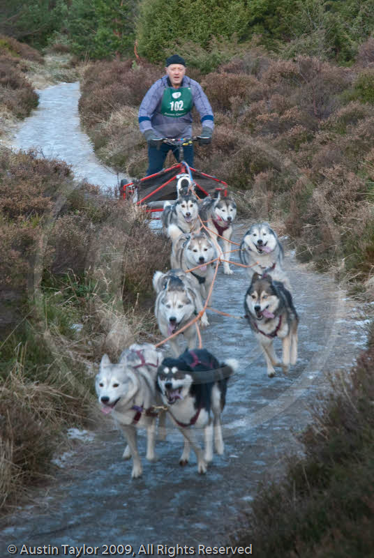 Class A - Racing Team competing in the Siberian Husky Club of GB Sled Dog Rally 2009, Glenmore Forest Park, Aviemore, Inverness-shire