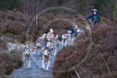 Class A - Racing Team competing in the Siberian Husky Club of GB Sled Dog Rally 2009, Glenmore Forest Park, Aviemore, Inverness-shire