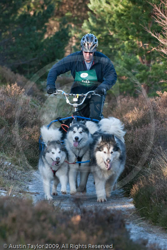 Class C2 - Racing Team competing in the Siberian Husky Club of GB Sled Dog Rally 2009, Glenmore Forest Park, Aviemore, Inverness-shire