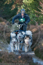 Class C2 - Racing Team competing in the Siberian Husky Club of GB Sled Dog Rally 2009, Glenmore Forest Park, Aviemore, Inverness-shire