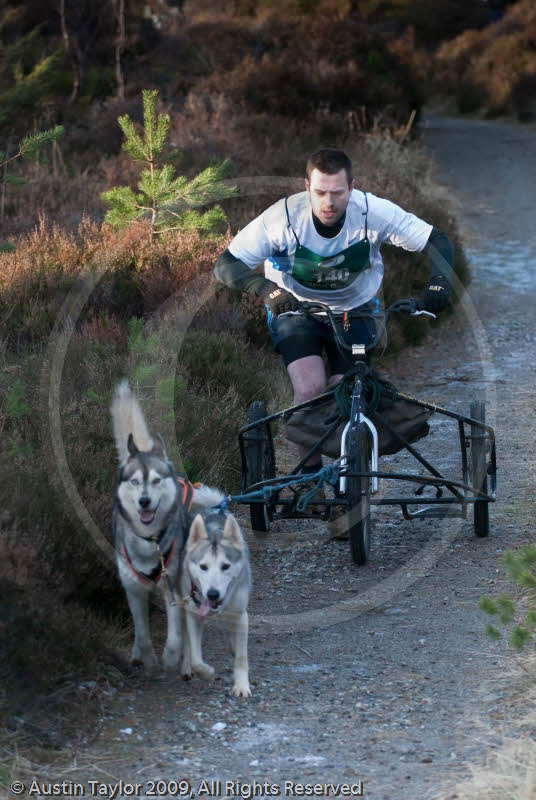 Class D - Racing Team competing in the Siberian Husky Club of GB Sled Dog Rally 2009, Glenmore Forest Park, Aviemore, Inverness-shire