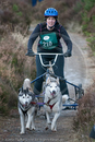 Class D - Racing Team competing in the Siberian Husky Club of GB Sled Dog Rally 2009, Glenmore Forest Park, Aviemore, Inverness-shire