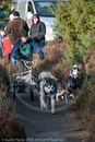 Class E2 - Racing Team competing in the Siberian Husky Club of GB Sled Dog Rally 2009, Glenmore Forest Park, Aviemore, Inverness-shire