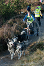 Class E2 - Racing Team competing in the Siberian Husky Club of GB Sled Dog Rally 2009, Glenmore Forest Park, Aviemore, Inverness-shire
