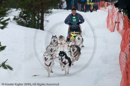 Class A dog sled racing team