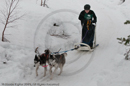 Class D Racing Team in the Siberian Husky Club of GB Arden Grange Aviemore Sled Dog Rally 2010