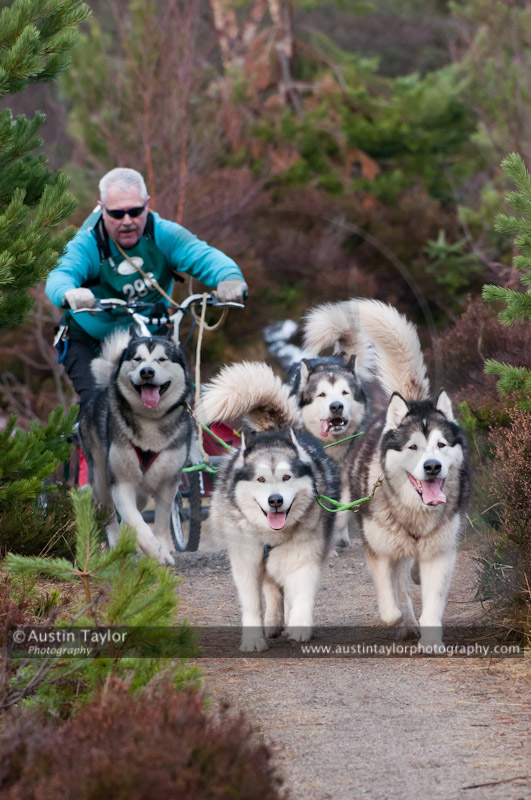 Racing Team in the Siberian Husky Club of GB Arden Grange Aviemore Sled Dog Rally 2011. Please don't use my images on websites, blogs or elsewhere without my permission. See www.austintaylorphotography.com for contact details