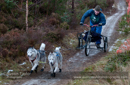 Racing Team in the Siberian Husky Club of GB Arden Grange Aviemore Sled Dog Rally 2012.