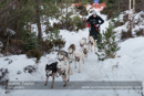 Class A Racing Team in the 30th Siberian Husky Club of GB Arden Grange Aviemore Sled Dog Rally 2013