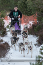 Class A Racing Team in the 30th Siberian Husky Club of GB Arden Grange Aviemore Sled Dog Rally 2013