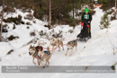 Class C Racing Team in the 30th Siberian Husky Club of GB Arden Grange Aviemore Sled Dog Rally 2013