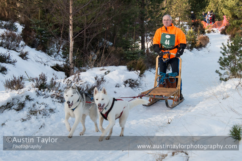 Class D Racing Team in the 30th Siberian Husky Club of GB Arden Grange Aviemore Sled Dog Rally 2013