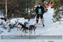 Class D Racing Team in the 30th Siberian Husky Club of GB Arden Grange Aviemore Sled Dog Rally 2013