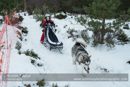 Junior Racing Team in the 30th Siberian Husky Club of GB Arden Grange Aviemore Sled Dog Rally 2013