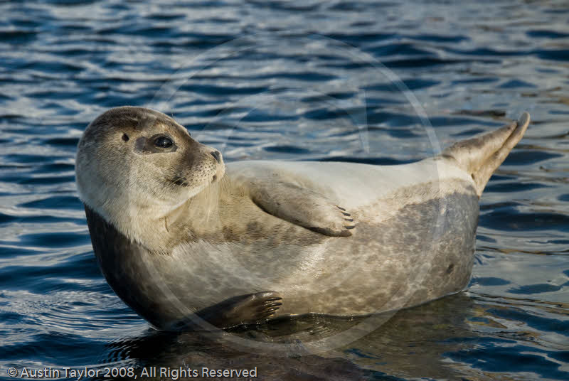Common Seal at Skkibadock, Lerwick, Shetland