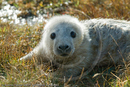 Grey seal pup, Mousa