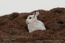 Mountain hare, Nesting