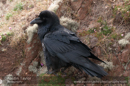 Raven, near Skeld