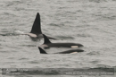 Orca, Grutness Voe 2 July 2011