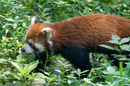 Red Pandas at the Giant Panda Breeding and Research Centre, Chengdu, Sichuan