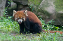 Red Pandas at the Giant Panda Breeding and Research Centre, Chengdu, Sichuan