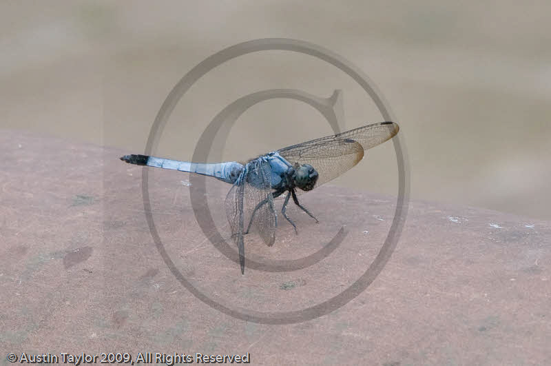 Dragonfly at Wannian Monastary, Emei Mountain, Sichuan
