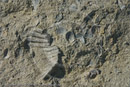 Fossils at a cove at Aghia Marina, Aegina, Greece 24 September 2007