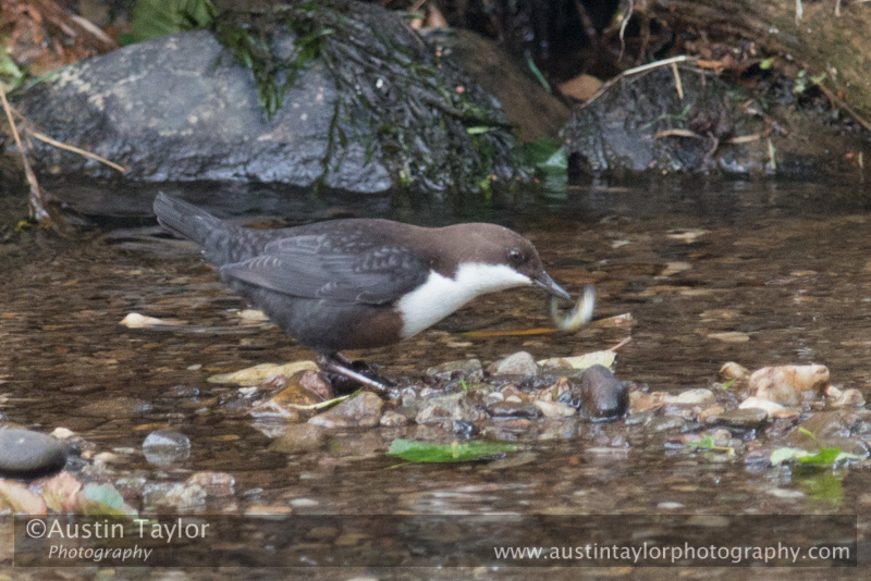 Dipper, River Almond at Newton, A8ss - Day 4 Aberfeldy, Glen Quaich, Loch Freuchie, Sma’ Glen by Glen Almond and Straloch, Strathardle - 2013-10-09_16 Kindrogan - Field Studies Council Autumn Birds and Migration course at Kindrogran, near Enochdhu, Blairgowrie, Perth and Kinross