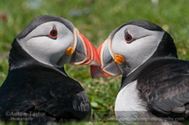 Puffins at Noss