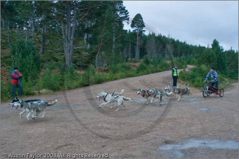 Dog Sled Team competing in the 25th Anniversary Siberian Husky Club of Great Britain Aviemore Sled Dog Rally 2008