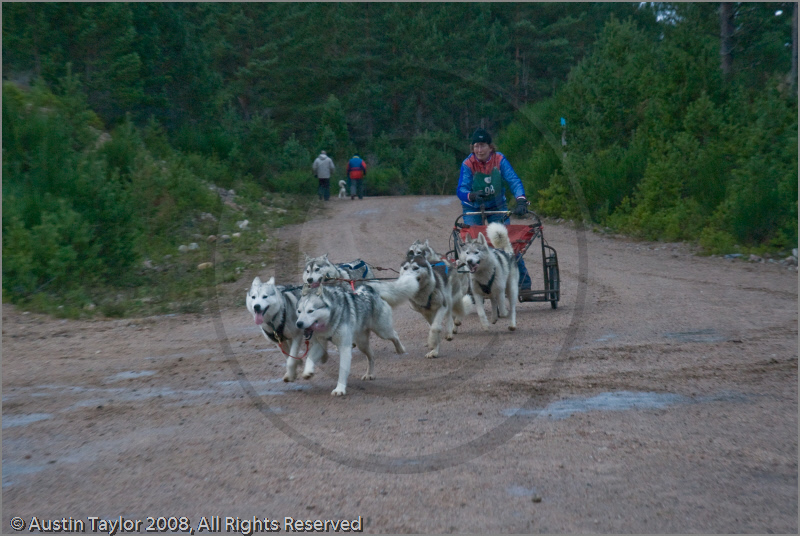 Dog Sled Team competing in the 25th Anniversary Siberian Husky Club of Great Britain Aviemore Sled Dog Rally 2008