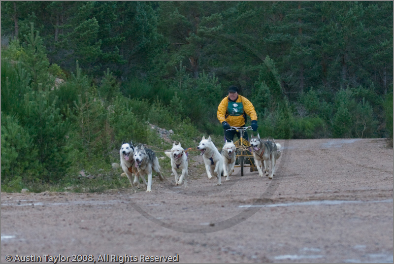 Dog Sled Team competing in the 25th Anniversary Siberian Husky Club of Great Britain Aviemore Sled Dog Rally 2008