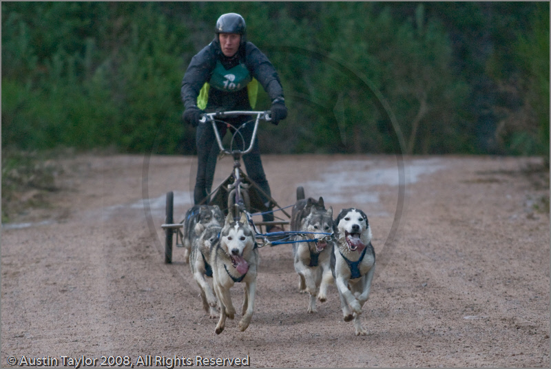 Dog Sled Team competing in the 25th Anniversary Siberian Husky Club of Great Britain Aviemore Sled Dog Rally 2008
