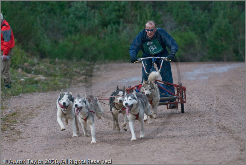 Dog Sled Team competing in the 25th Anniversary Siberian Husky Club of Great Britain Aviemore Sled Dog Rally 2008