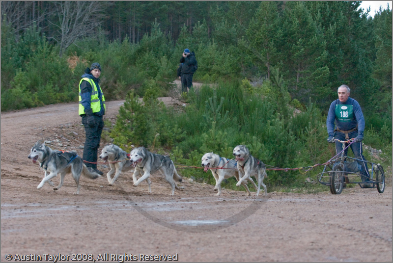 Dog Sled Team competing in the 25th Anniversary Siberian Husky Club of Great Britain Aviemore Sled Dog Rally 2008