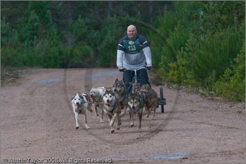 Dog Sled Team competing in the 25th Anniversary Siberian Husky Club of Great Britain Aviemore Sled Dog Rally 2008