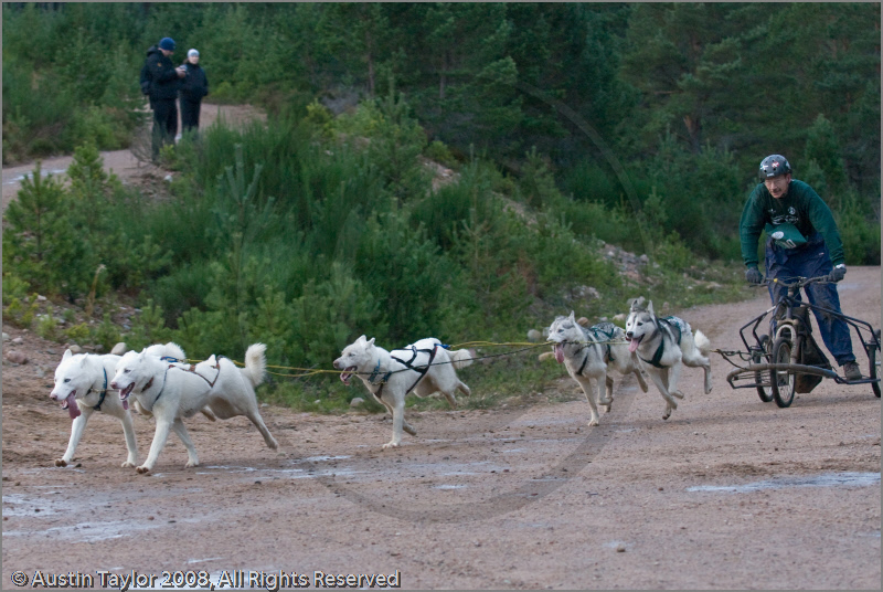 Dog Sled Team competing in the 25th Anniversary Siberian Husky Club of Great Britain Aviemore Sled Dog Rally 2008