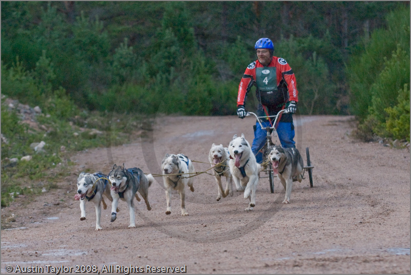 Dog Sled Team competing in the 25th Anniversary Siberian Husky Club of Great Britain Aviemore Sled Dog Rally 2008