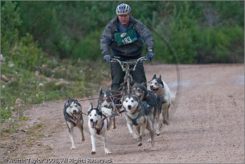 Dog Sled Team competing in the 25th Anniversary Siberian Husky Club of Great Britain Aviemore Sled Dog Rally 2008