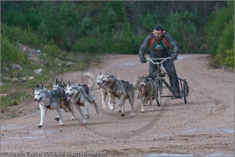 Dog Sled Team competing in the 25th Anniversary Siberian Husky Club of Great Britain Aviemore Sled Dog Rally 2008