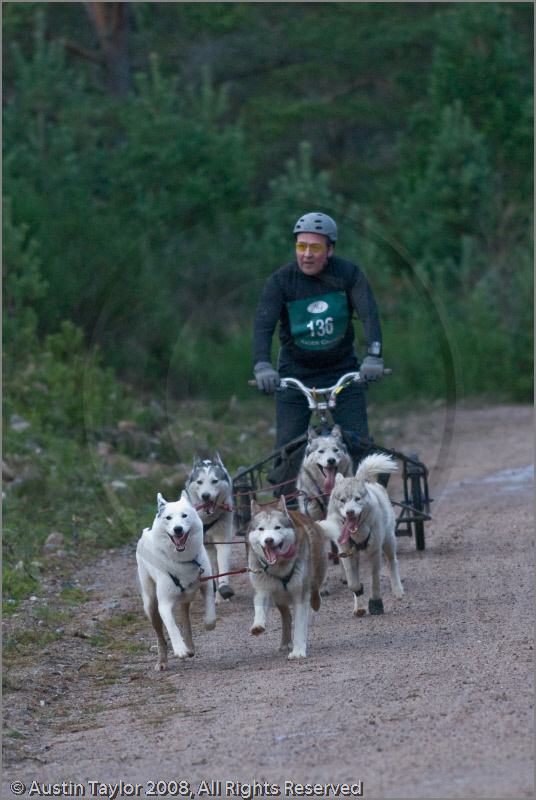 Dog Sled Team competing in the 25th Anniversary Siberian Husky Club of Great Britain Aviemore Sled Dog Rally 2008