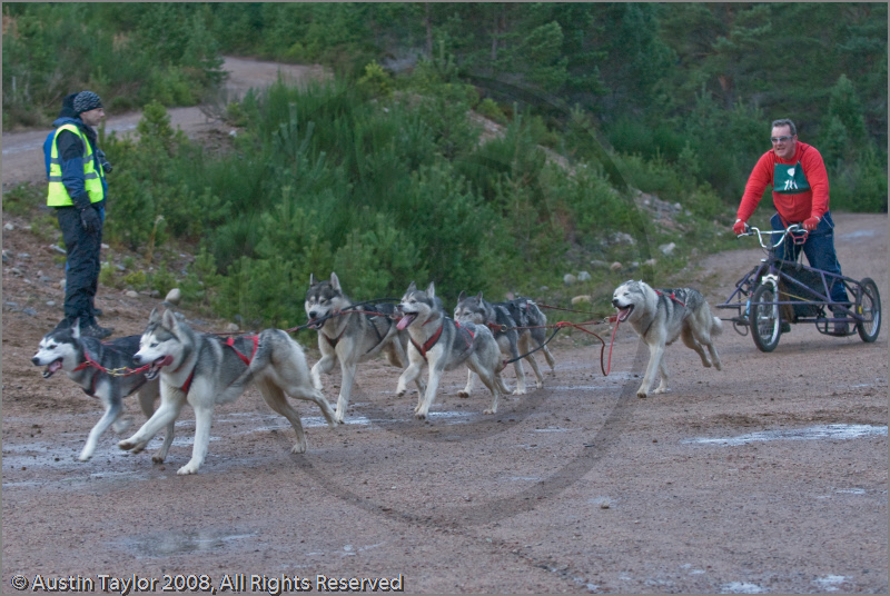 Dog Sled Team competing in the 25th Anniversary Siberian Husky Club of Great Britain Aviemore Sled Dog Rally 2008