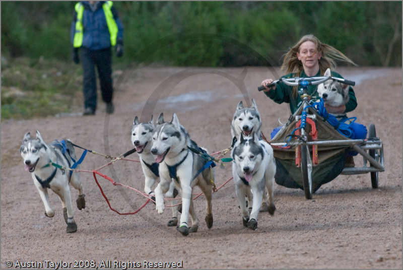 Dog Sled Team competing in the 25th Anniversary Siberian Husky Club of Great Britain Aviemore Sled Dog Rally 2008