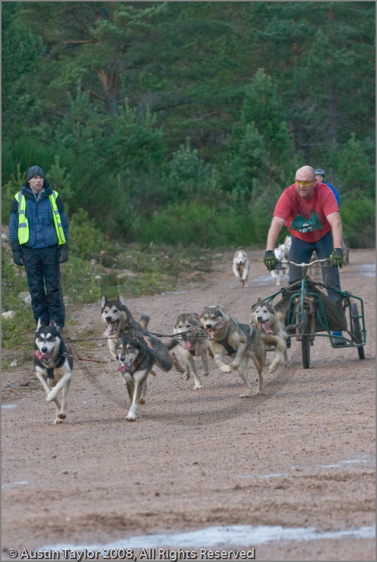 Dog Sled Team competing in the 25th Anniversary Siberian Husky Club of Great Britain Aviemore Sled Dog Rally 2008