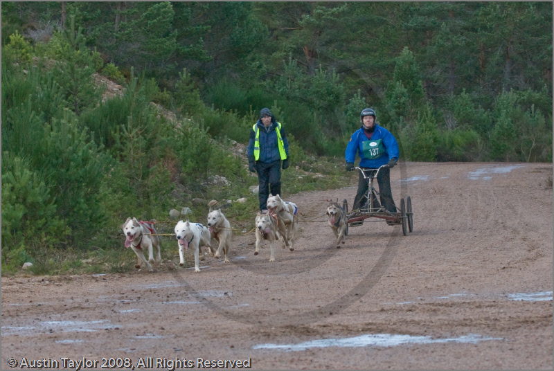 Dog Sled Team competing in the 25th Anniversary Siberian Husky Club of Great Britain Aviemore Sled Dog Rally 2008